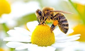 Divieto  trattamenti fitosanitari durante la fioritura della vite per la tutela delle api e degli insetti pronubi
