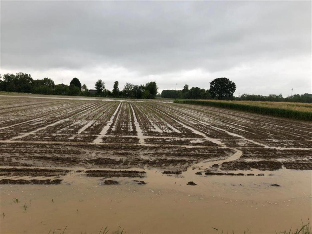 danni al comparto agricolo a seguito dell'alluvione del 2-3 ottobre 2020 -bando